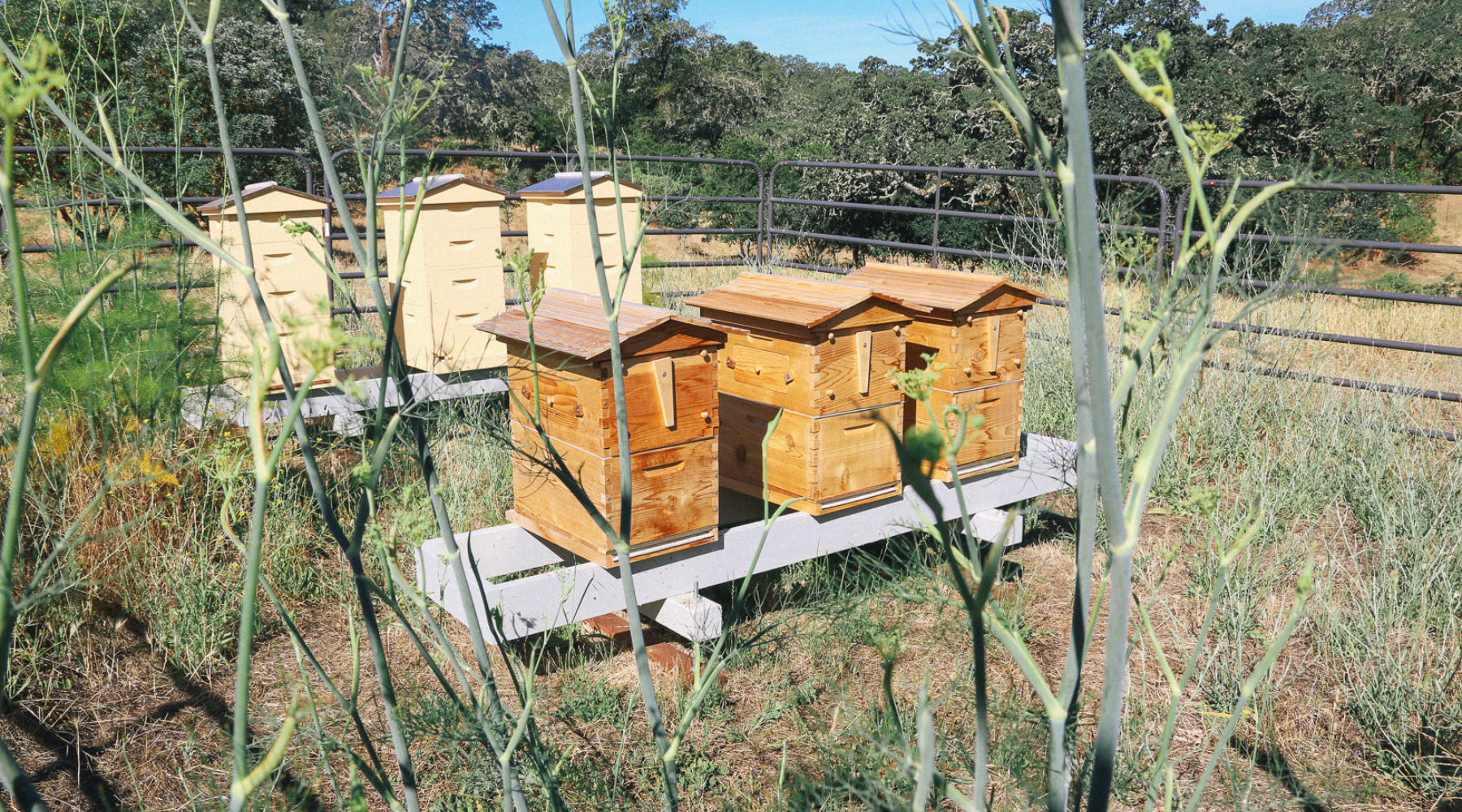 Choosing the perfect spot for your beehives