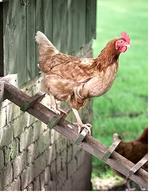 WA DIATOMACEOUS EARTH 10L (Pest Control & Plant Growth, NOT for Beehives)