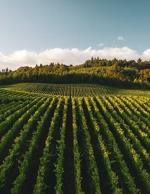 WA DIATOMACEOUS EARTH 10L (Pest Control & Plant Growth, NOT for Beehives)