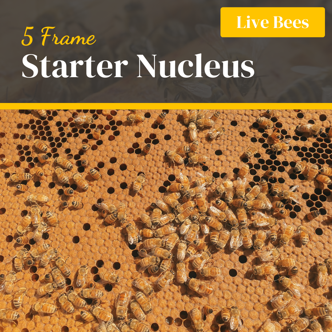 Starter Nucleus Bee Colony - 5 Frame