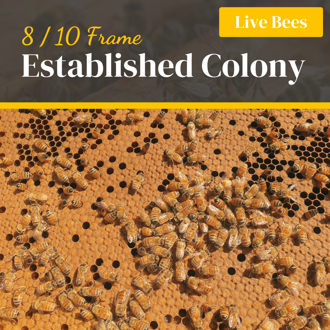 Established Bee Colony - 8 Frame / 10 Frame