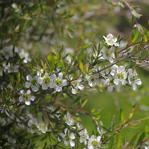 Mountain Ti Tree (Manuka) Honey - MGO 146+ Certified