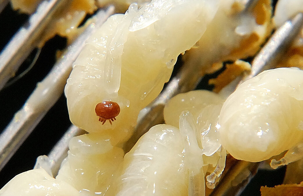 Drone Uncapping Fork