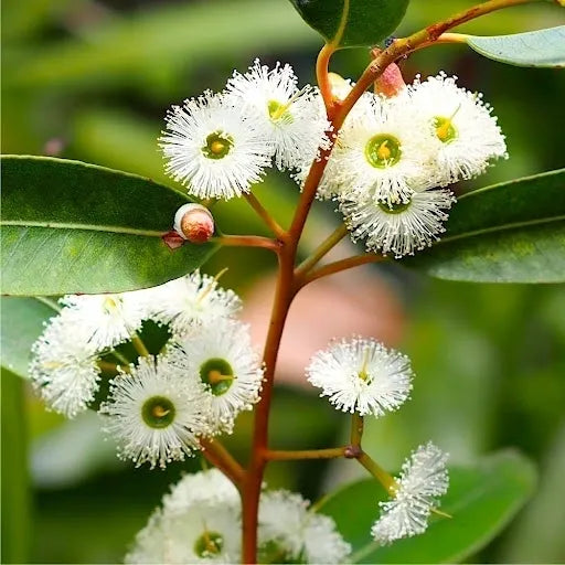 Western Australian Jarrah Honey - TA35+ Certified