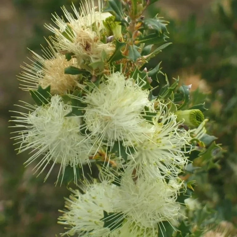 Western Australian Parrot Bush