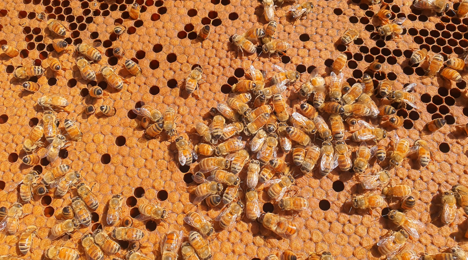 Signs it's time to requeen your beehive