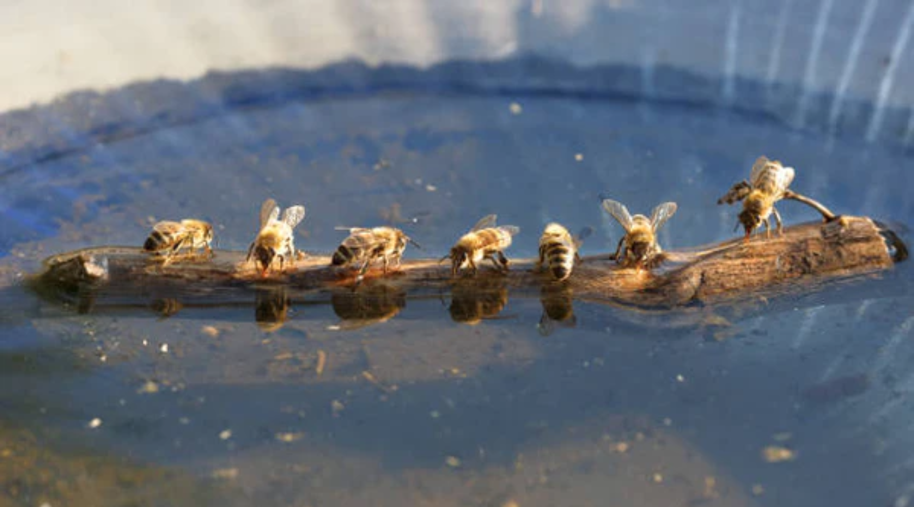 How to keep your bees hydrated