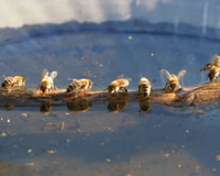 How to keep your bees hydrated