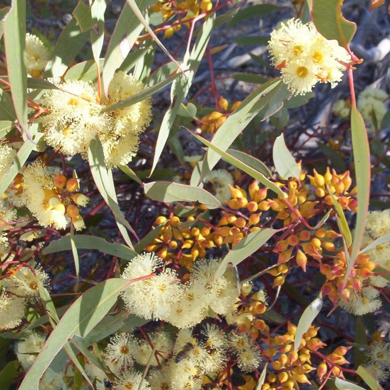 Christmas Mallee Honey