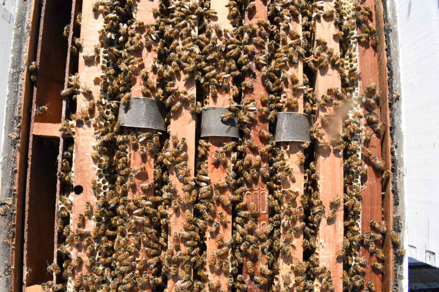 Aluen CAP - Oxalic Acid Strips -  QUARTER PALLET