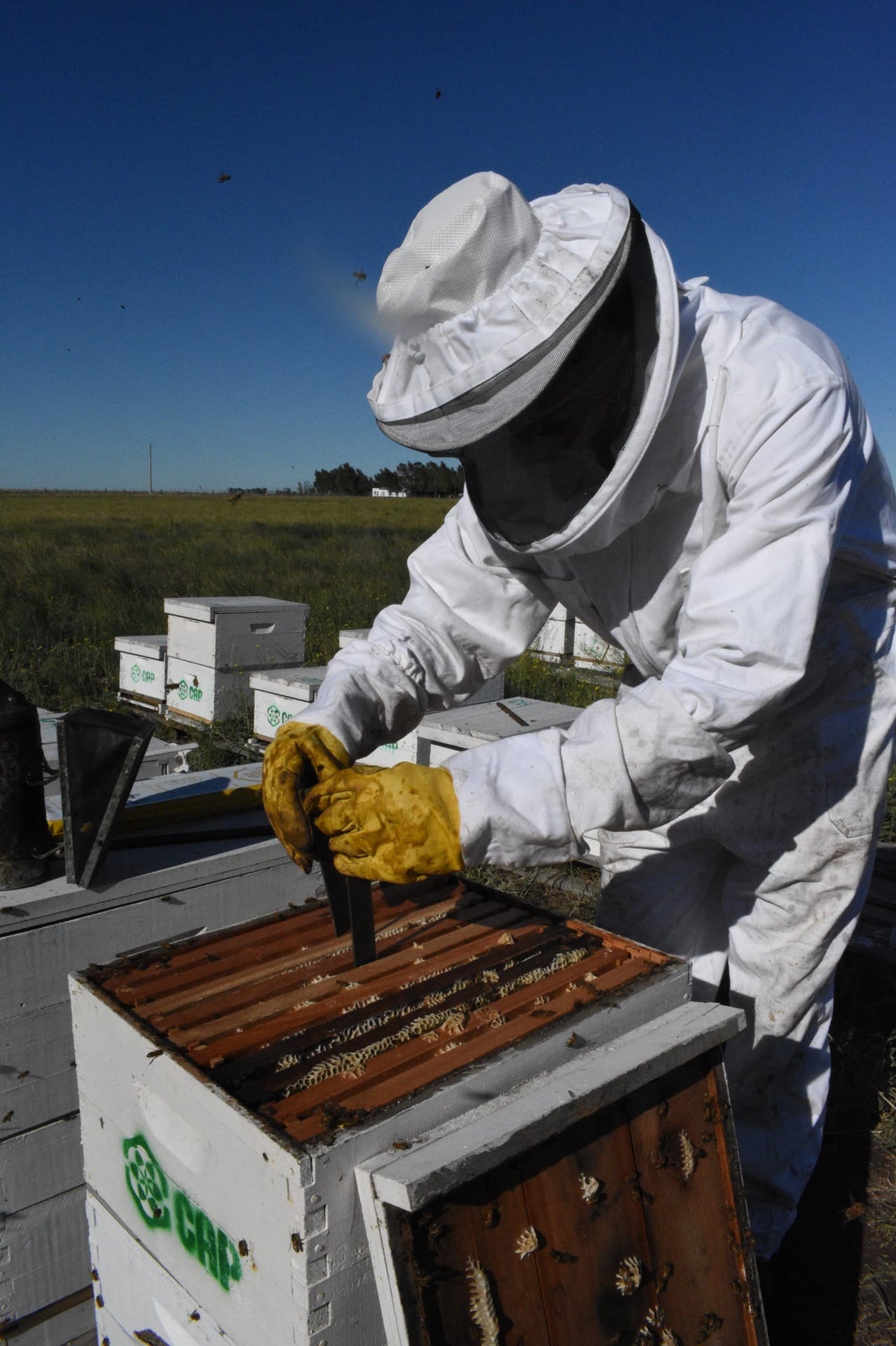 Aluen CAP - Oxalic Acid Strips -  QUARTER PALLET