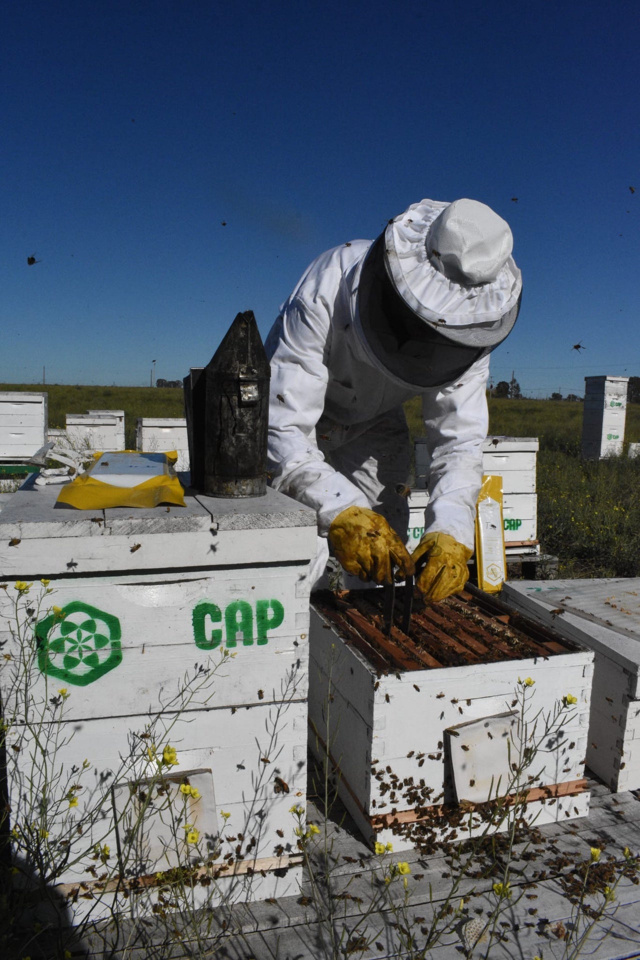 Aluen CAP - Oxalic Acid Strips -  QUARTER PALLET