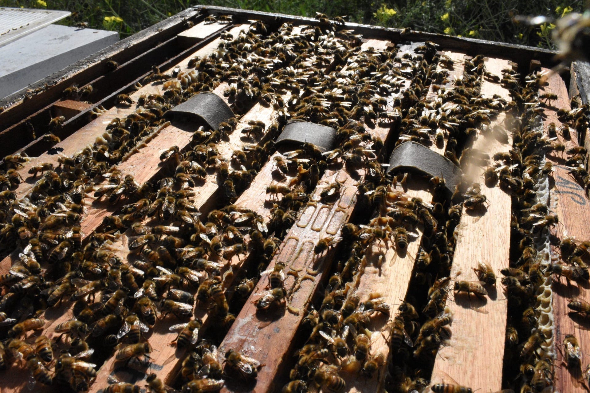 Aluen CAP - Oxalic Acid Strips -  QUARTER PALLET