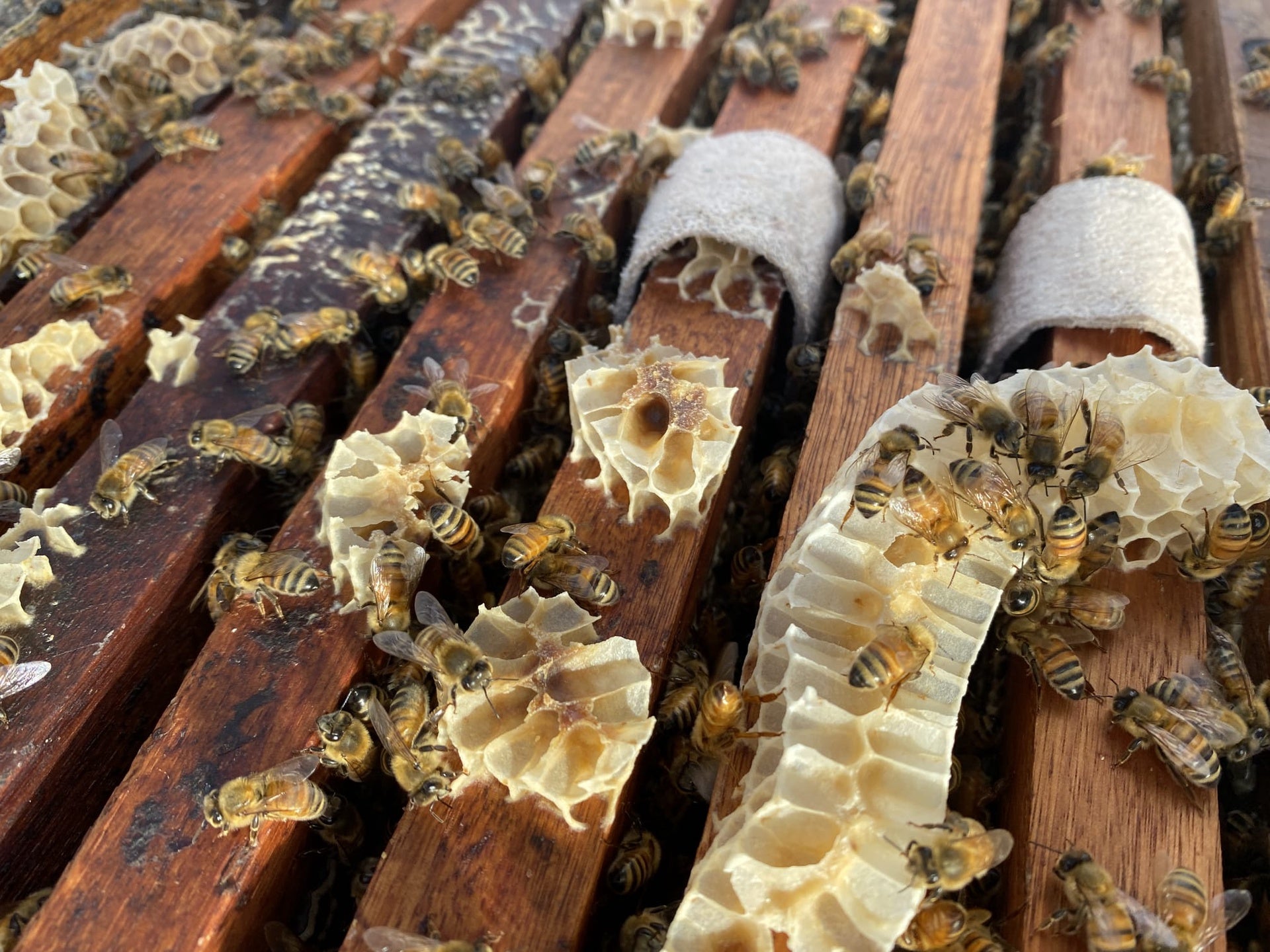 Aluen CAP - Oxalic Acid Strips -  QUARTER PALLET