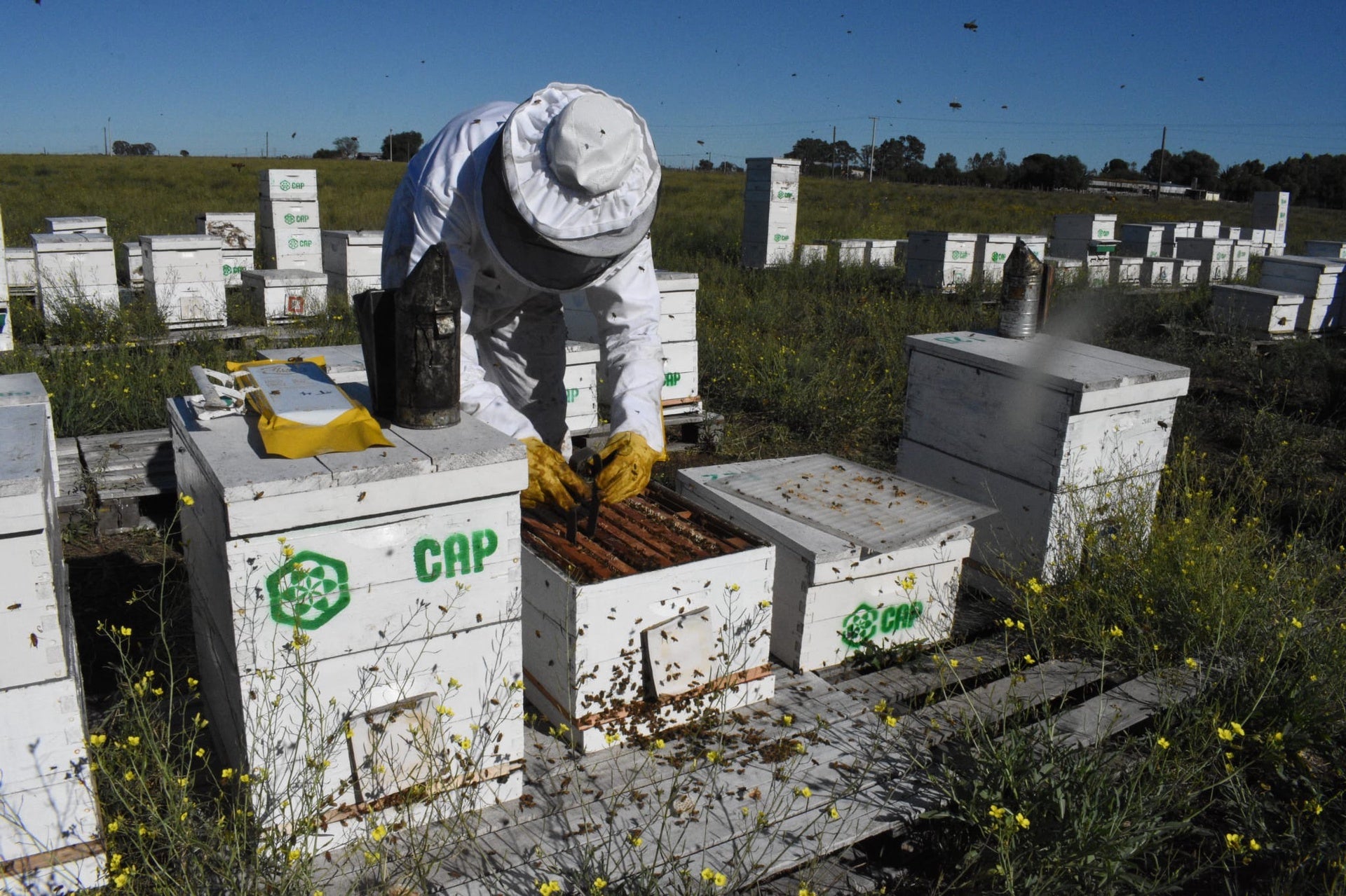 Aluen CAP - Oxalic Acid Strips -  QUARTER PALLET