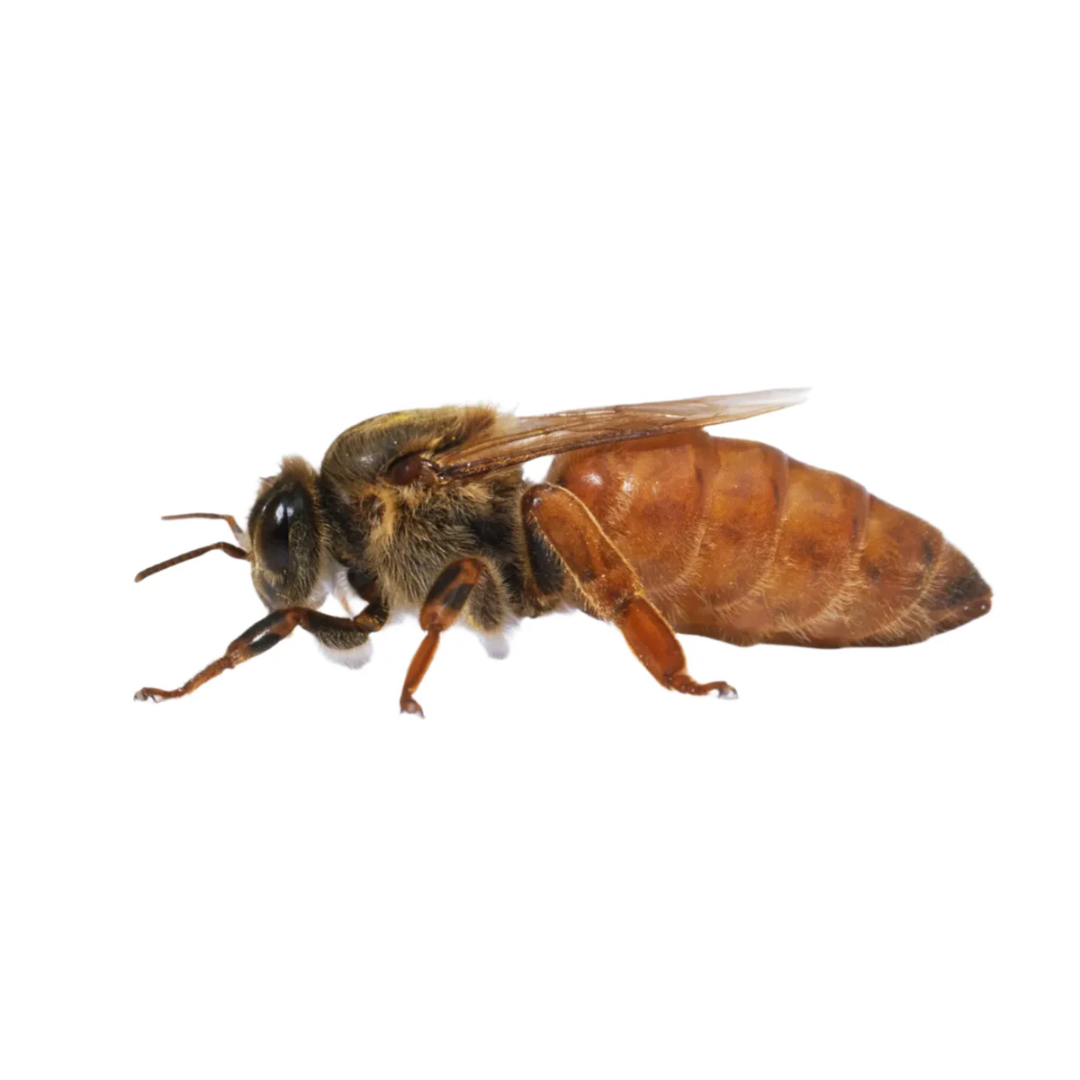 Italian Queen Bee (pre-order for mid-October)