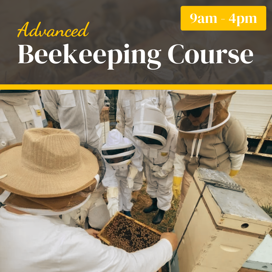 Advanced Beekeeping Course