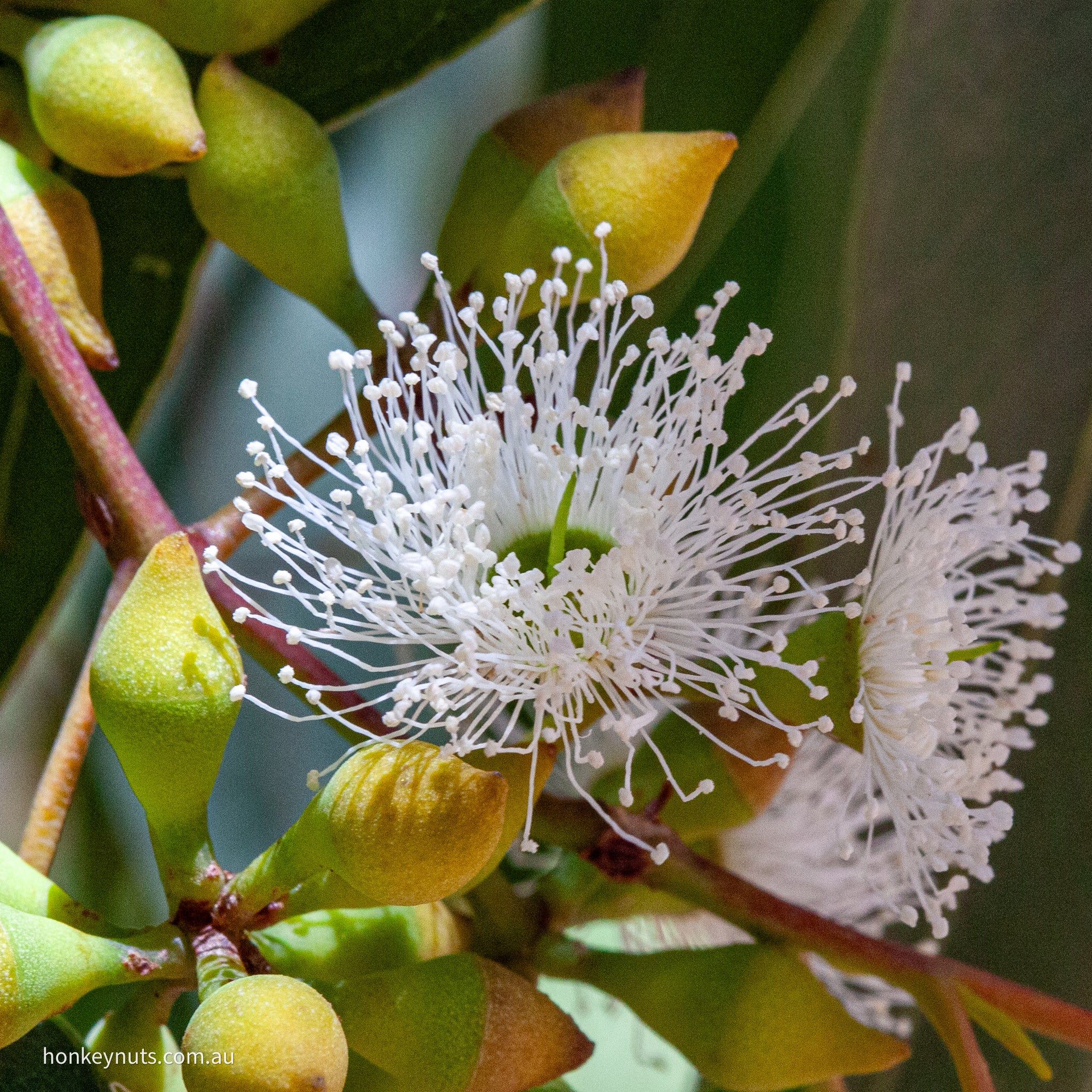 Blackbutt Honey (Yarri Honey)
