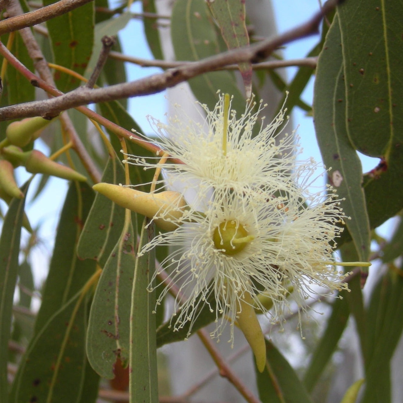 Mixed Flora Honey