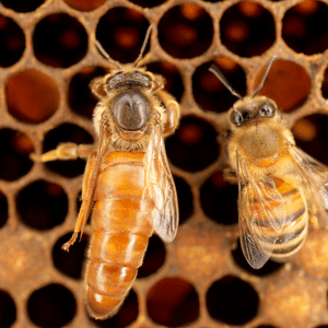 Italian Queen Bee (Now Available)