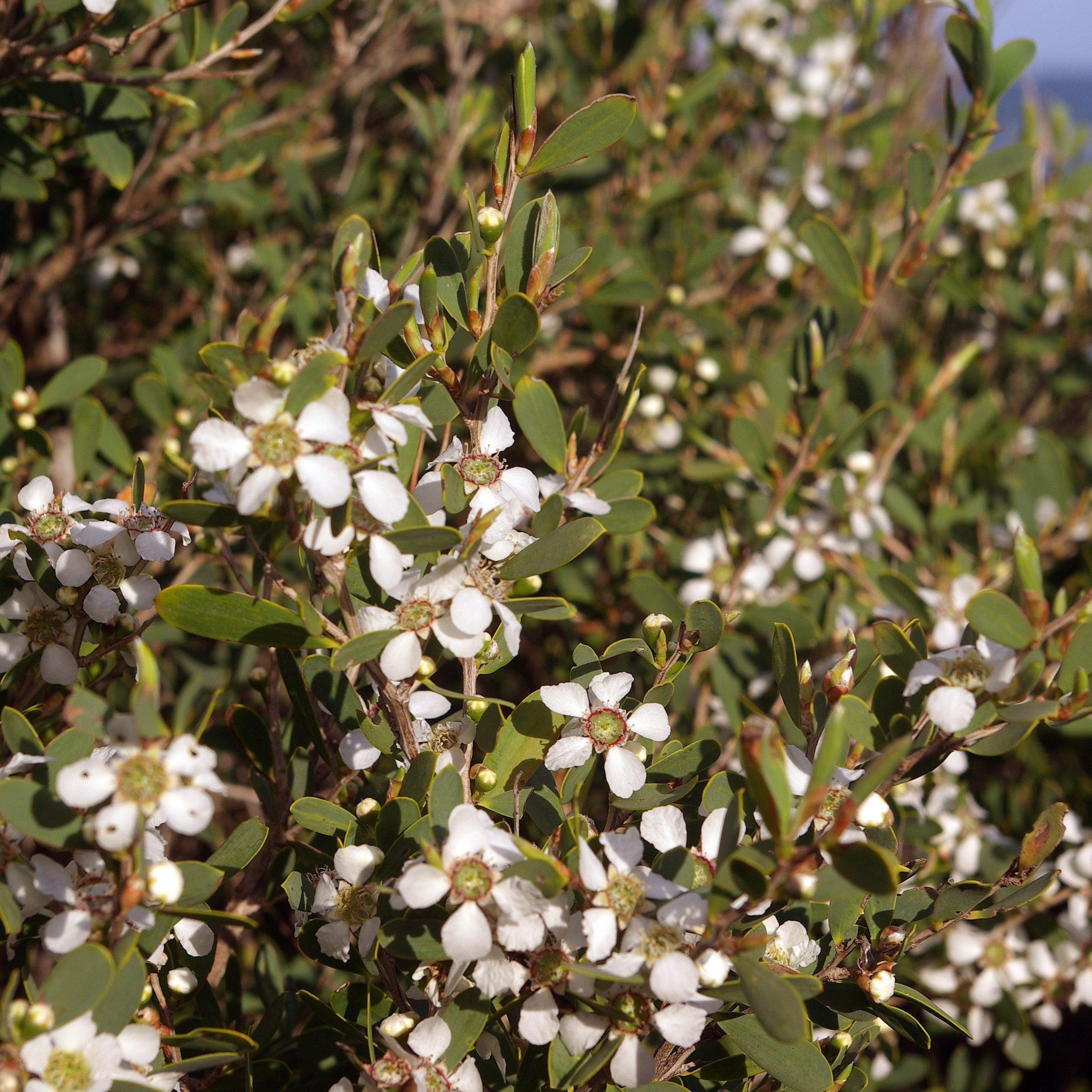 Coastal Ti Tree (Manuka) Honey - MGO 15+ Certified