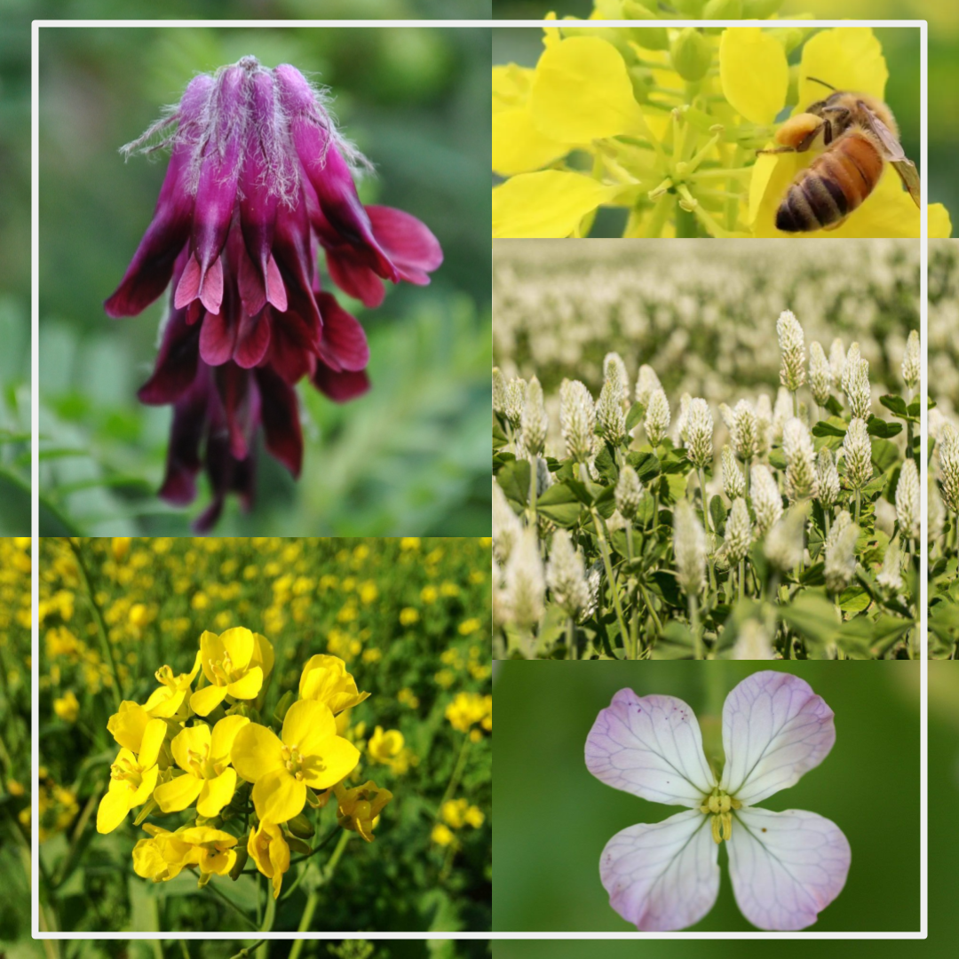 Bee Friendly Pollinators Seed Mix