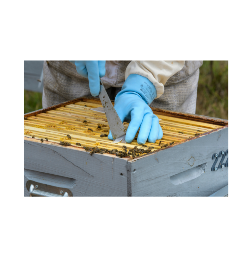 Apivar Miticide Strips - 4 Strips (Treats 2 Hives)
