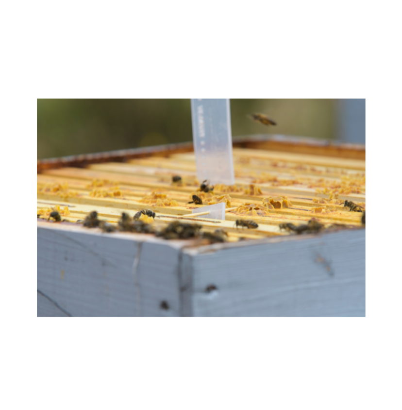 Apivar Miticide Strips - 4 Strips (Treats 2 Hives)