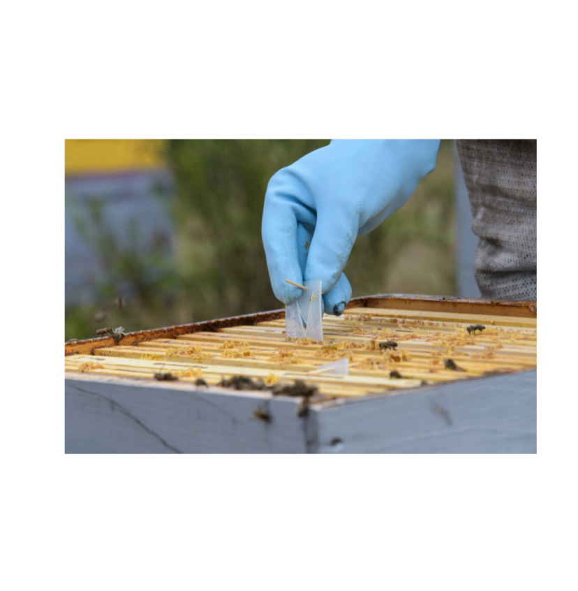 Apivar Miticide Strips - 4 Strips (Treats 2 Hives)