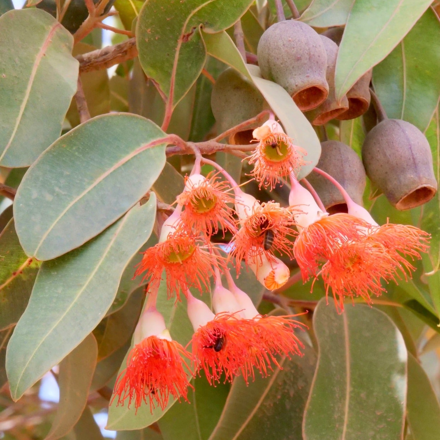 Red Gum Honey