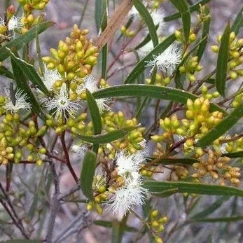 Green Mallee Honey