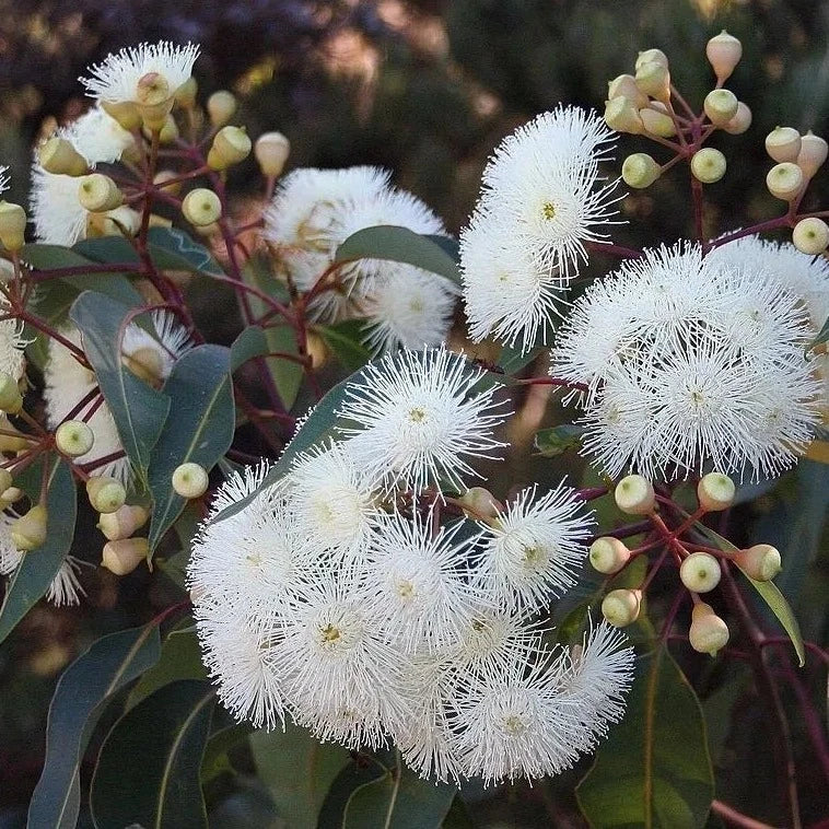 Western Australian Marri Honey