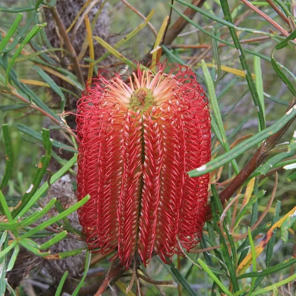 Banksia Honey