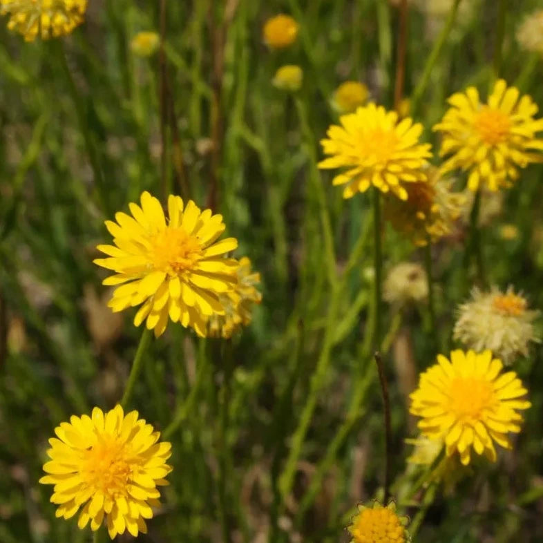 Yellow Burr Honey