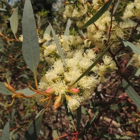 Giant Mallee Honey