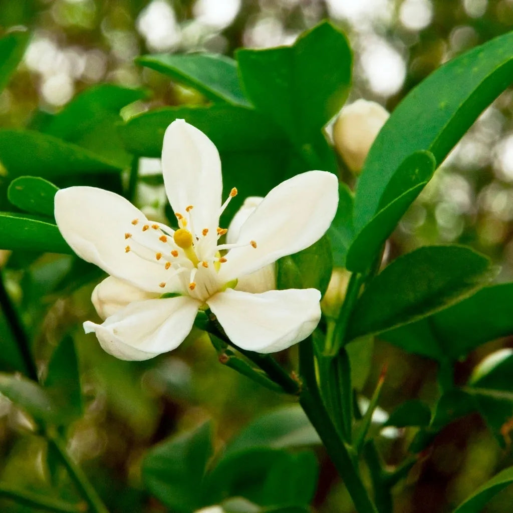 Orange Blossom Honey