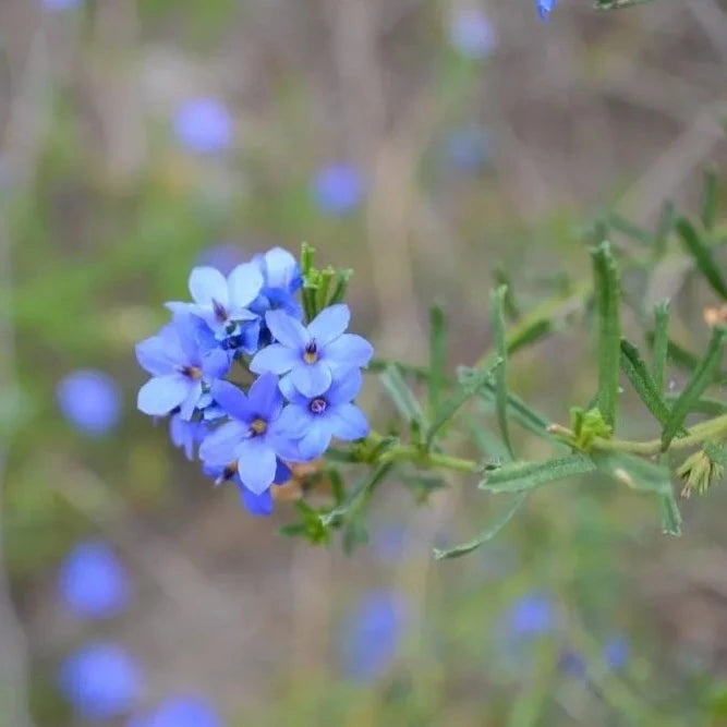 Blue Mallee Honey