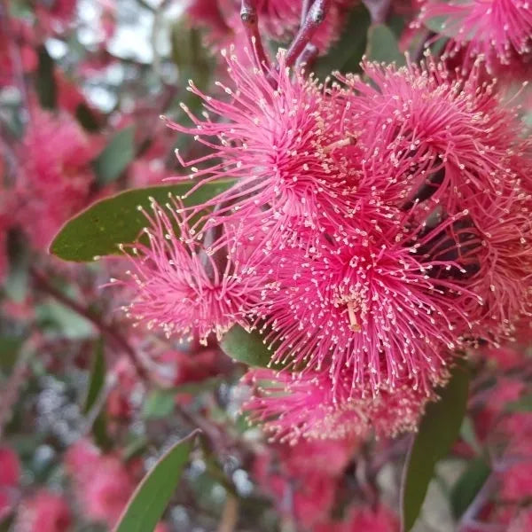 Red Mallee Honey