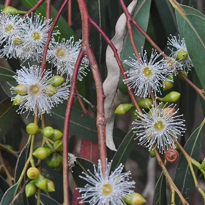 Manna Gum Honey