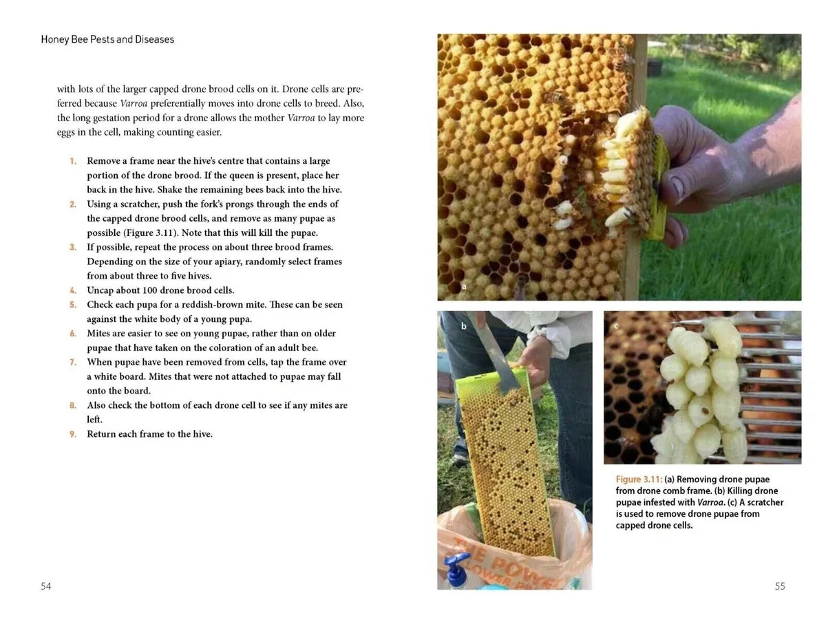 Honey Bee Pests and Diseases: A complete guide to prevention and management